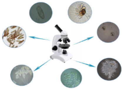 污水處理菌種培養